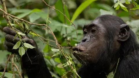 Wild Chimps Consuming the Equivalent of a Beer Per Day from Fermented Produce, Study Finds