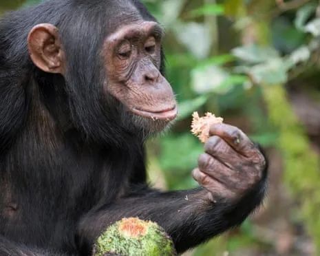 Chimpanzees Drink Everyday Alcohol Comparable to a Beer from Fermented Fruit